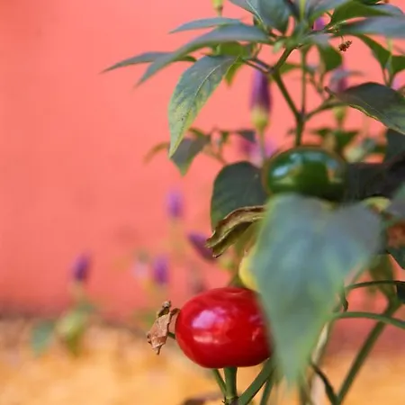 Appartamento Aristea *